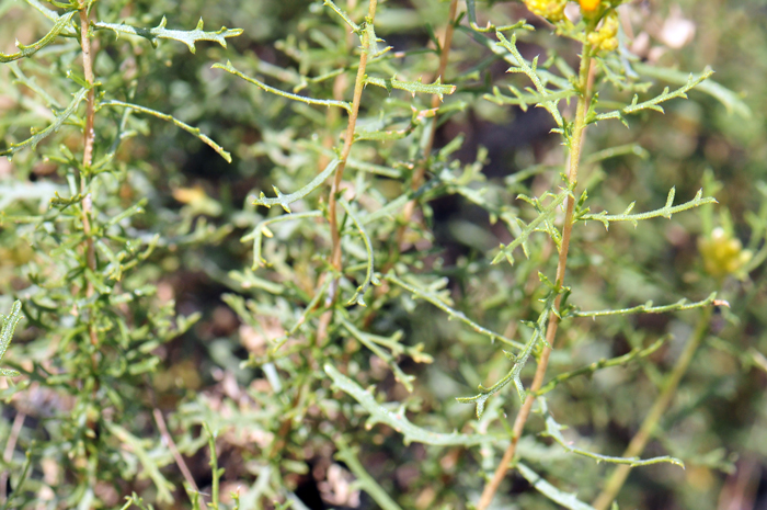 Burroweed leaves are dark green or grayish-green; leaves arranged alternately along stems; leaves narrowly linear; gland dotted but not resinous; deeply divided, pinnately lobed; dried older leaves persist at bloom. Isocoma tenuisecta